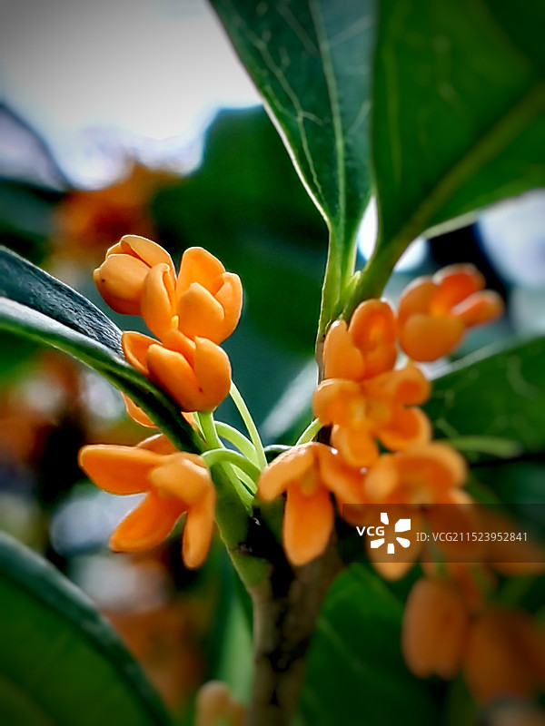 丹桂飘香图片素材