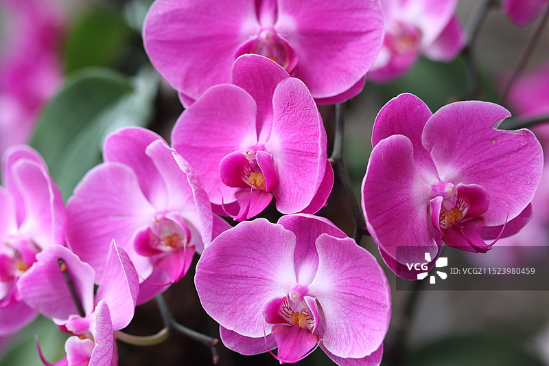 蝴蝶兰图片素材