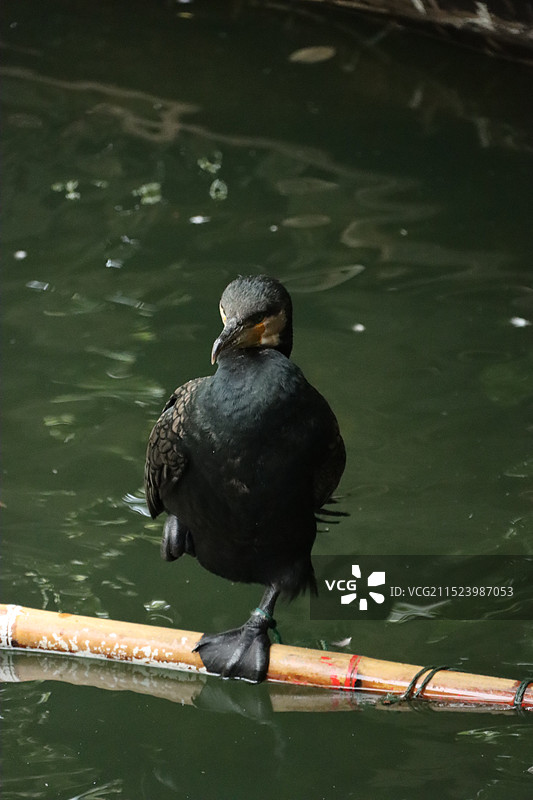 苏州同里古镇鸬鹚图片素材