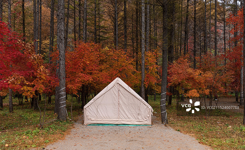 火红的枫树叶图片素材