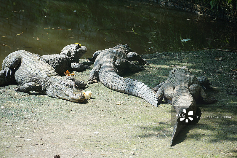 宣城宣州区扬子鳄景区图片素材