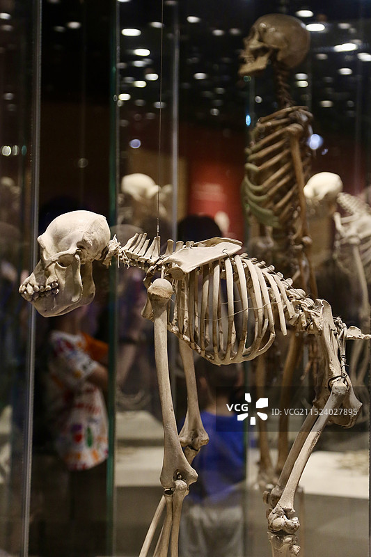 自然博物馆古生物骨骼化石标本图片素材