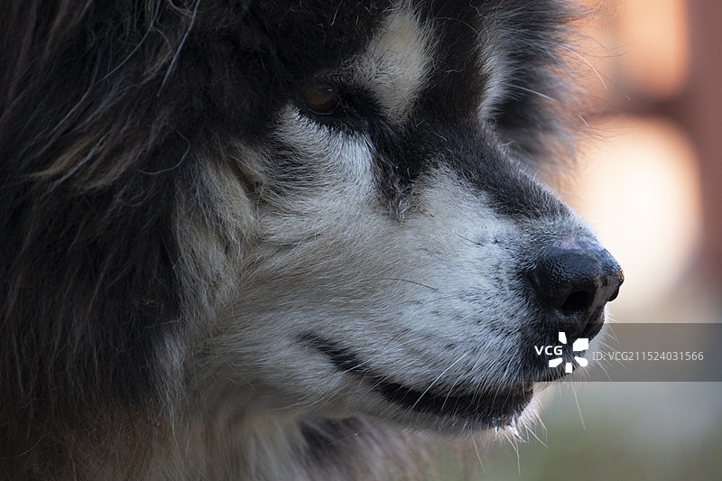 阿拉斯加雪橇犬图片素材