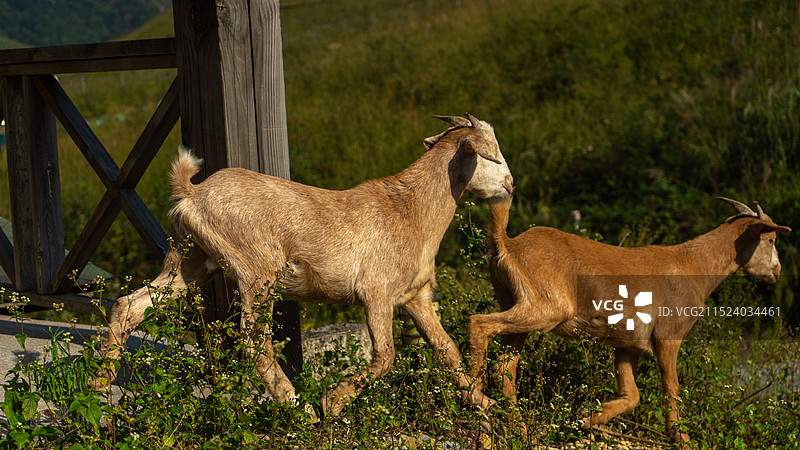 宁德鸳鸯草场草原山羊图片素材