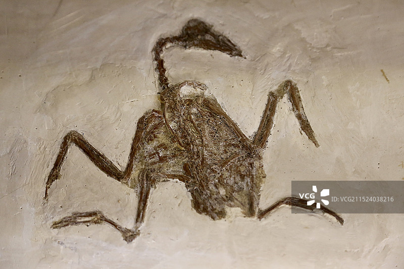 自然博物馆古生物化石图片素材