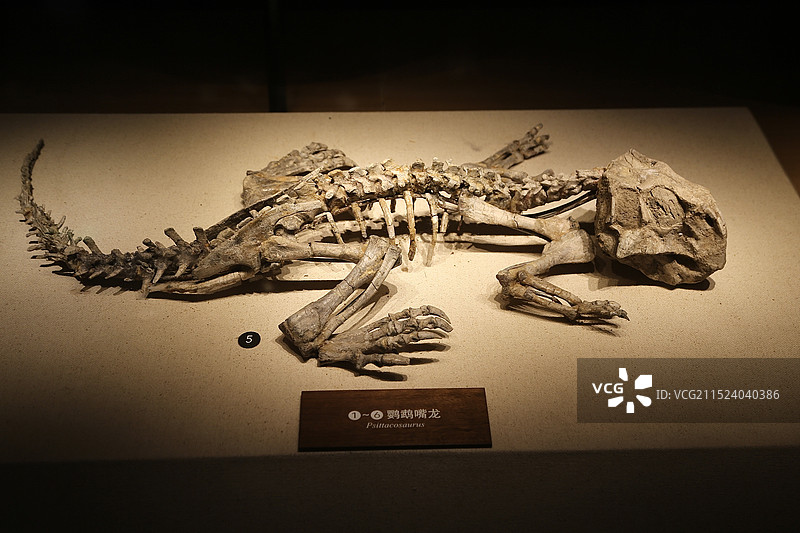 自然博物馆古生物化石图片素材