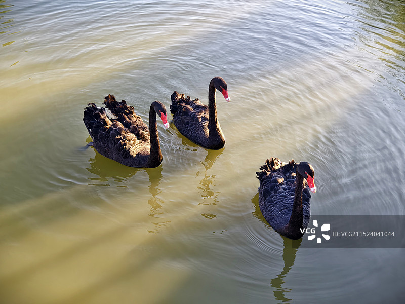 自由自在的黑天鹅图片素材