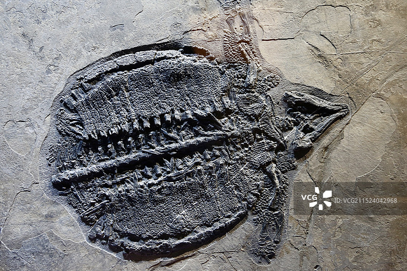 自然博物馆古生物化石图片素材