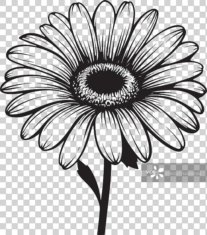 梦幻花卉非洲菊标志设计图片素材