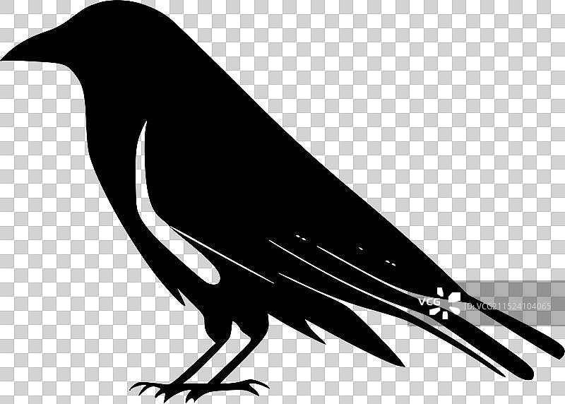 黑白乌鸦图片素材