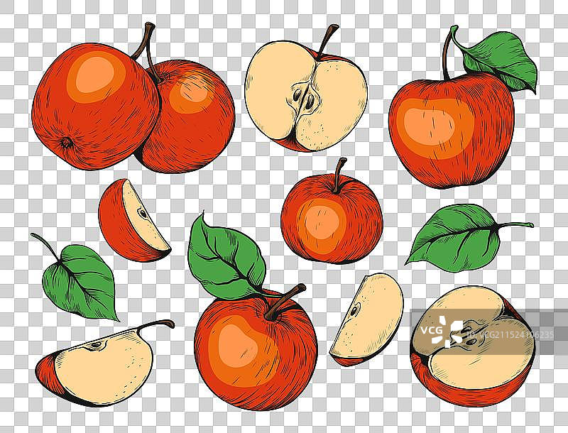 手绘彩色苹果素描，包含整个和一半图片素材