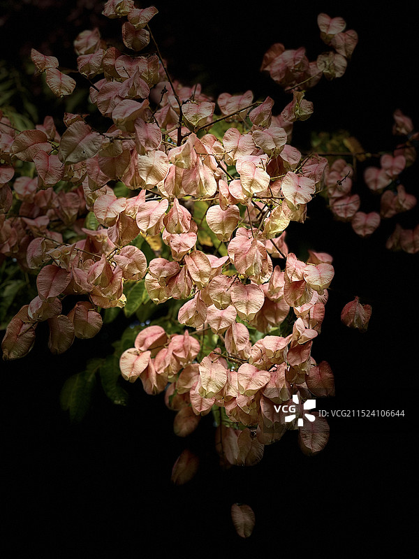 栾树美景图片素材