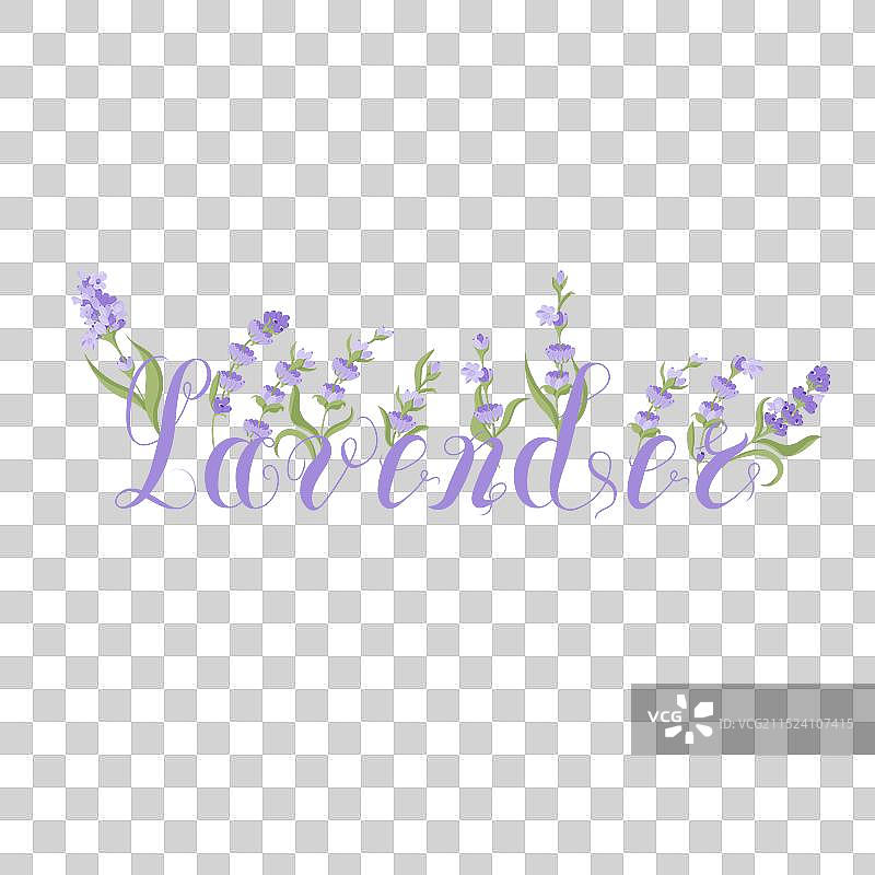 薰衣草艺术字图片素材