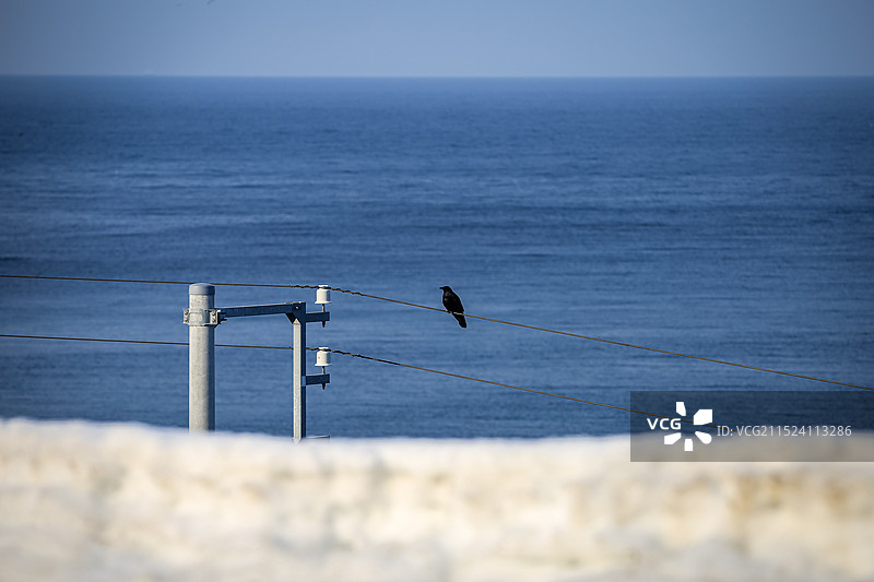 北海道的大乌鸦在雪地里觅食图片素材