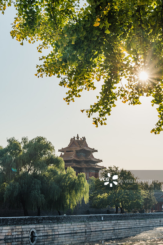 夕阳下的故宫角楼与金黄的树叶图片素材