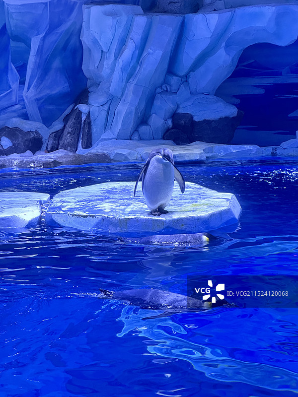 上海海洋水族馆图片素材