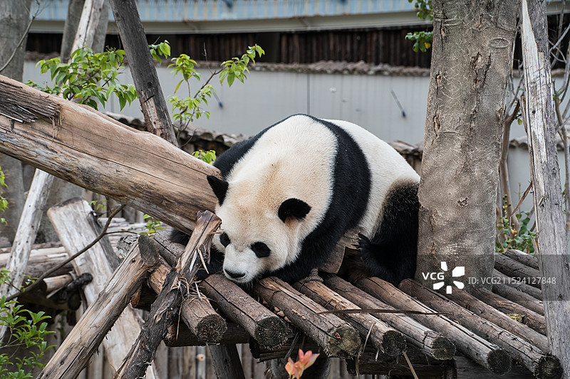 国宝大熊猫-大毛图片素材