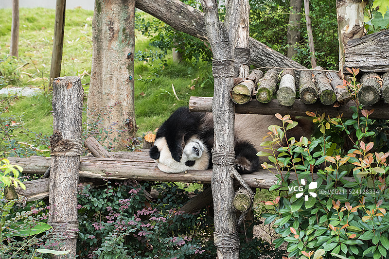 国宝大熊猫-喜兰图片素材