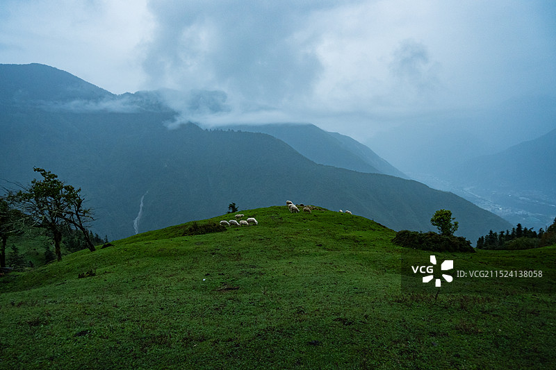 大雾天阴天山顶草原羊群吃草放牧图片素材