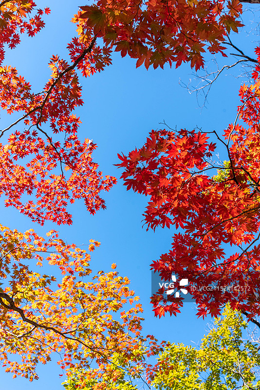 辽宁本溪桓仁枫林谷景区秋色图片素材