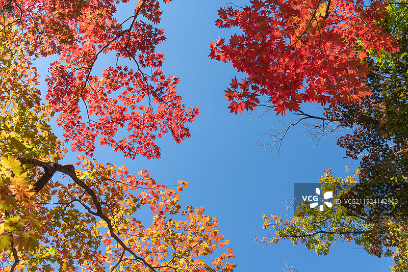 辽宁本溪桓仁枫林谷景区-卧虎峰秋色图片素材