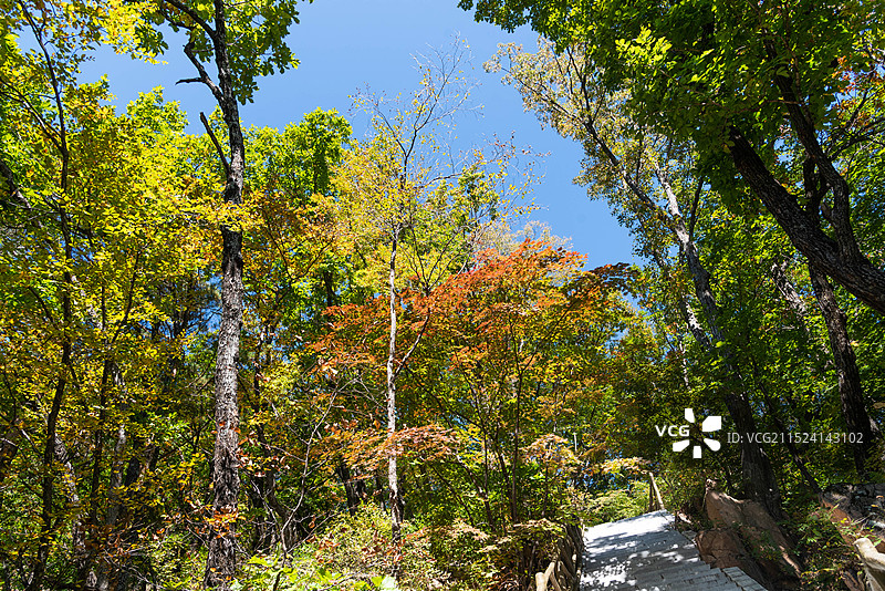 辽宁本溪桓仁枫林谷景区-卧虎峰秋色图片素材