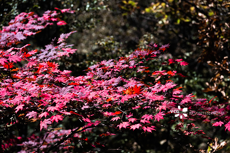 辽宁本溪桓仁枫林谷景区-红枫顶秋色图片素材