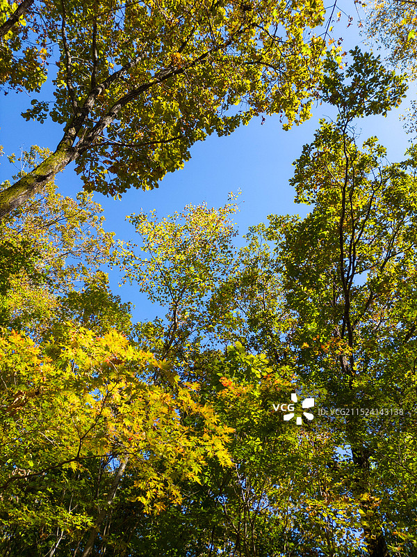 辽宁本溪桓仁枫林谷景区秋色图片素材
