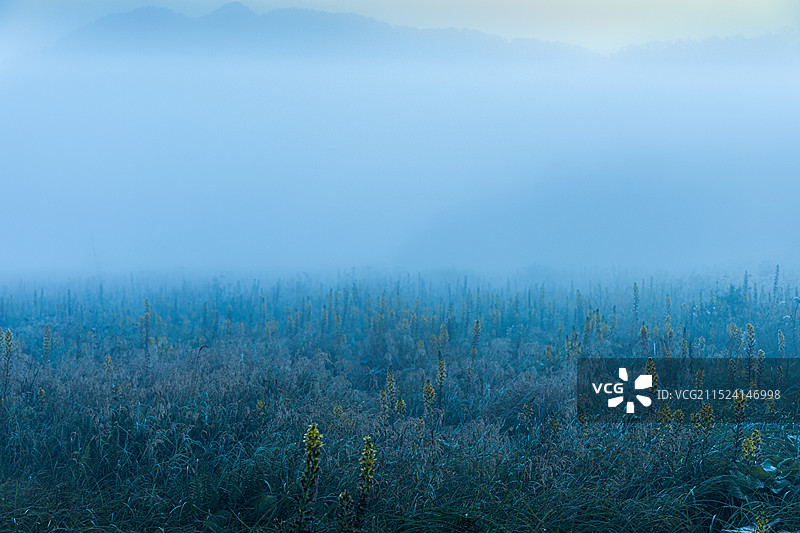 神农架林区迷雾深林和丁达尔现象图片素材