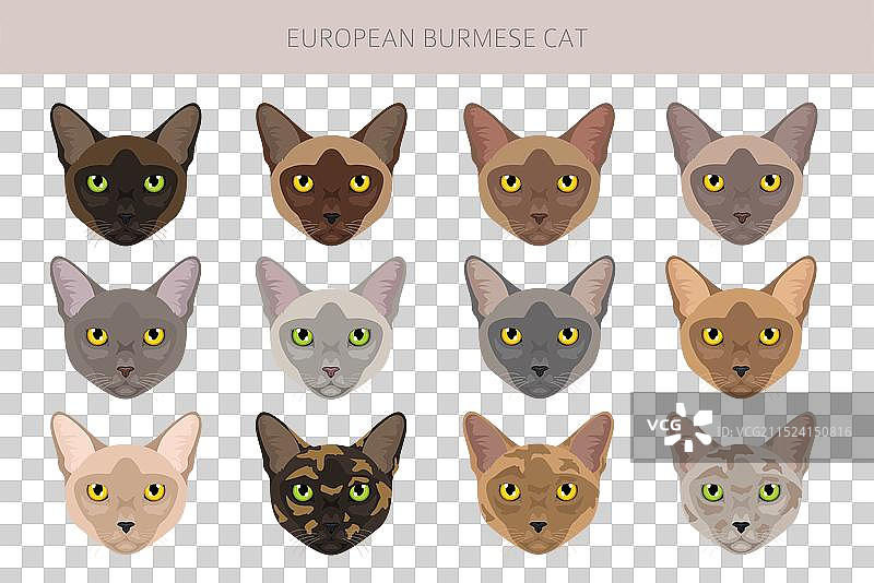 各种毛色的美国缅甸猫剪贴画图片素材