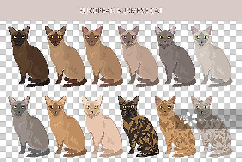 各种毛色的美国缅甸猫剪贴画图片素材
