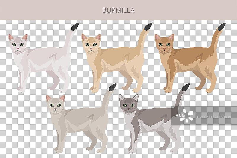 所有毛色伯米拉猫剪贴画集合图片素材