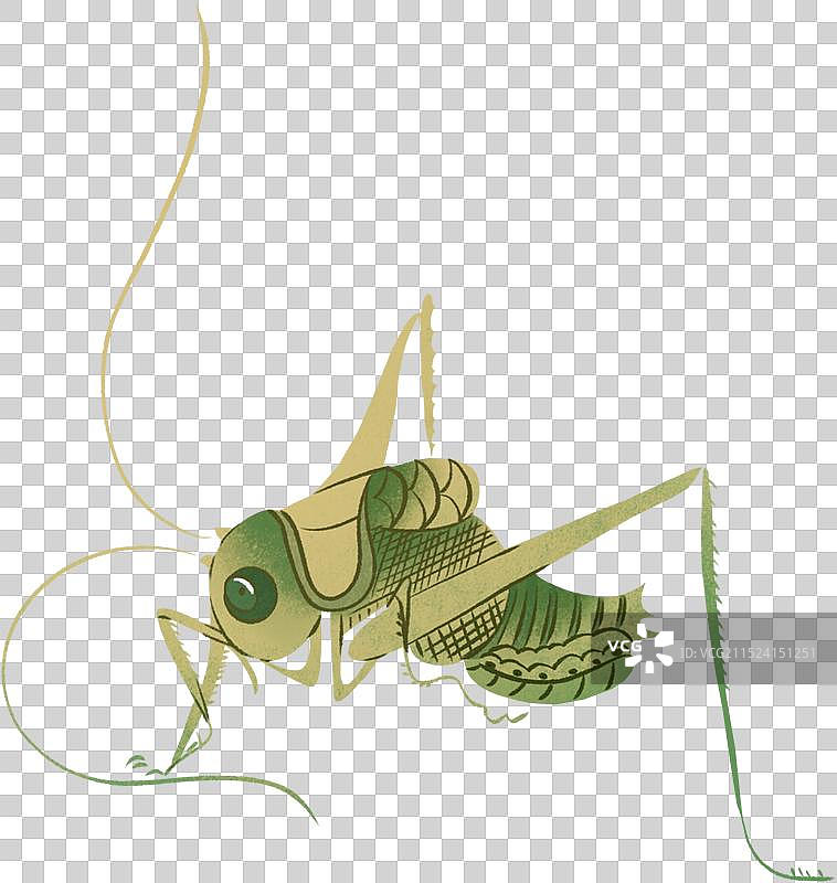 秋虫昆虫宠物蝈蝈蝗虫蚂蚱国风国潮手绘插画图片素材