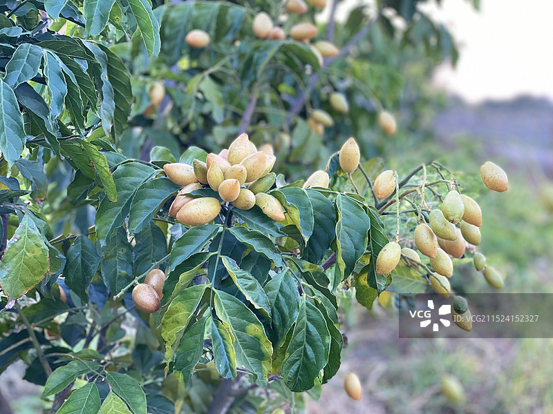 新鲜黄皮图片素材