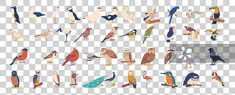 各种鸟类合集图片素材