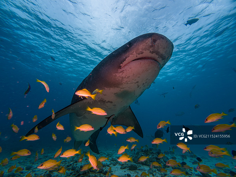 与虎鲨共舞图片素材