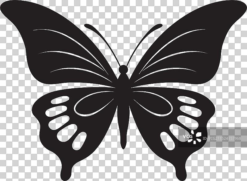 21世纪的蝴蝶保护图片素材