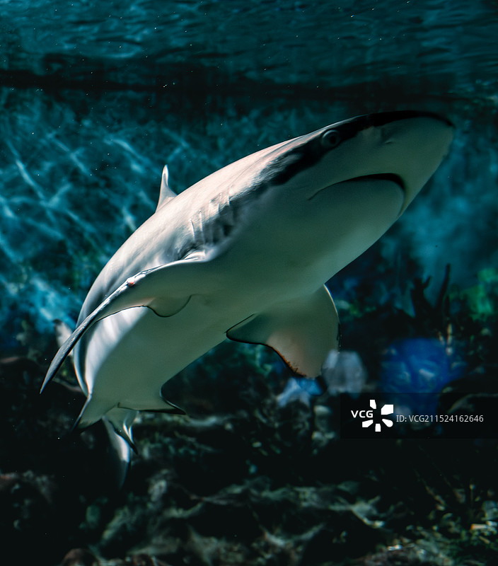 武汉·极地海洋公园图片素材