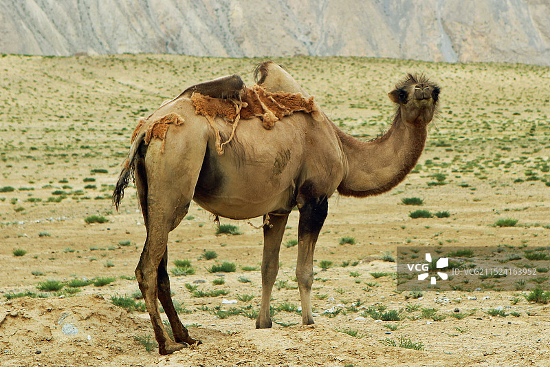 新疆塔县帕米尔高原的骆驼图片素材