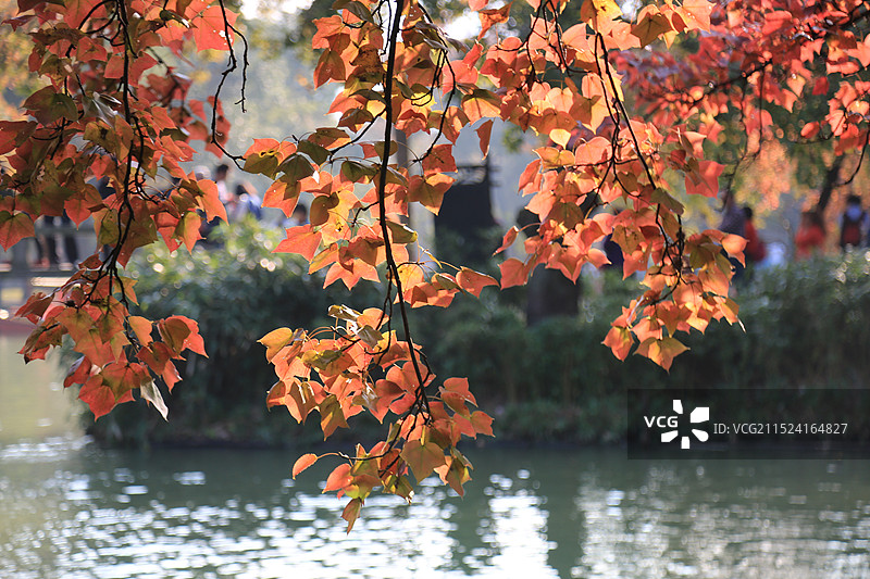 秋叶 树叶 枫叶 湖边图片素材