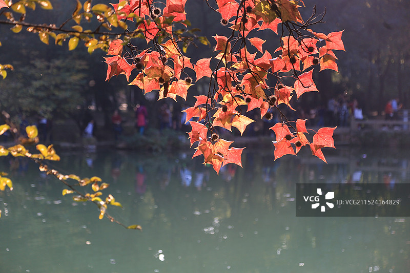 秋叶 树叶 枫叶 湖边图片素材