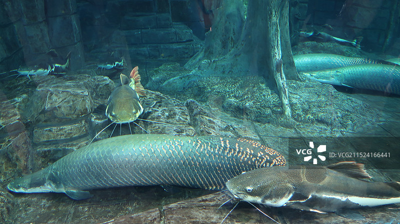 杭州长乔极地海洋公园景区图片素材