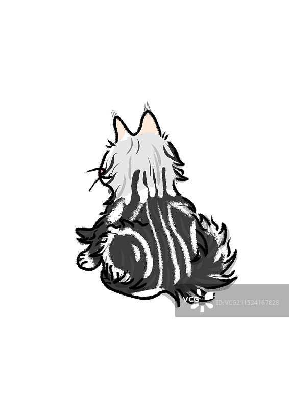 缅因猫07图片素材