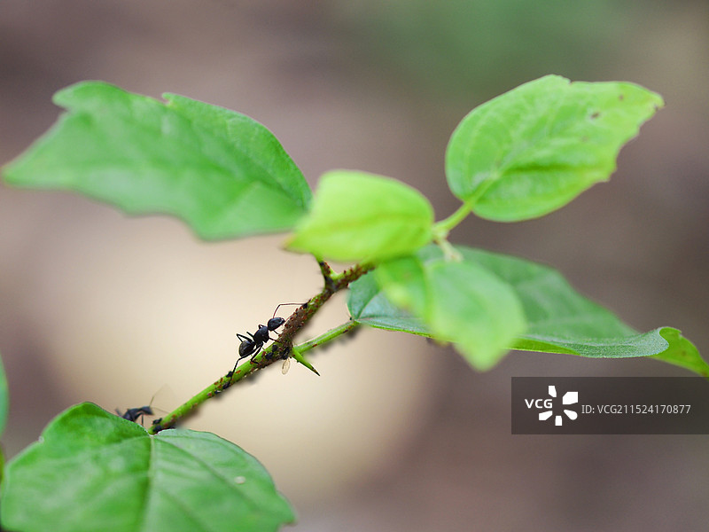 中山植物园北园 蚂蚁 特写图片素材