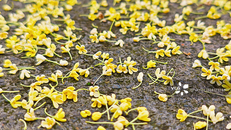 雨后地面的桂花图片素材