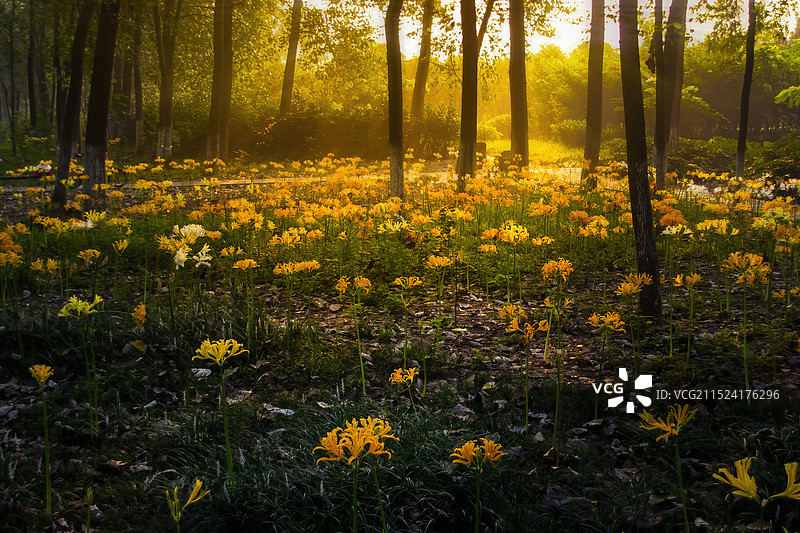 彼岸花——曼珠沙华图片素材