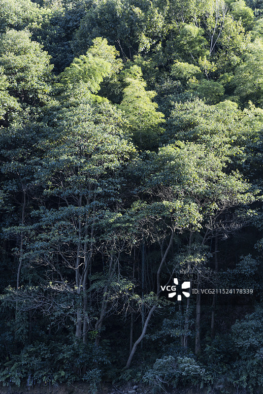 杭州午潮汕国家森林公园的森林树林图片素材