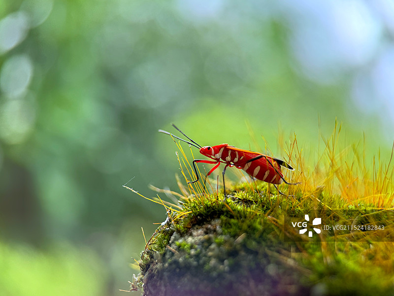 绿背景下的红蝽图片素材