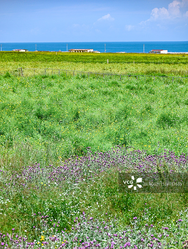 青海湖的大草原和紫色花图片素材