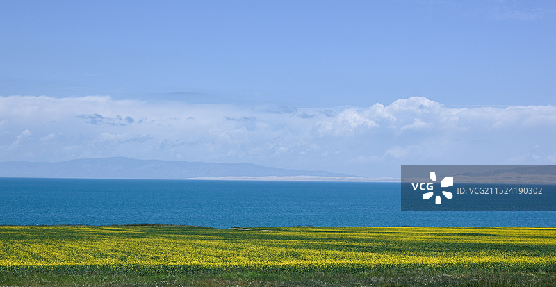 青海湖油菜花图片素材